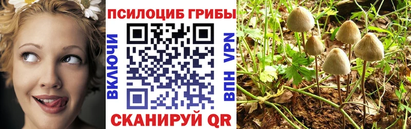 Галлюциногенные грибы Psilocybe  Киреевск 
